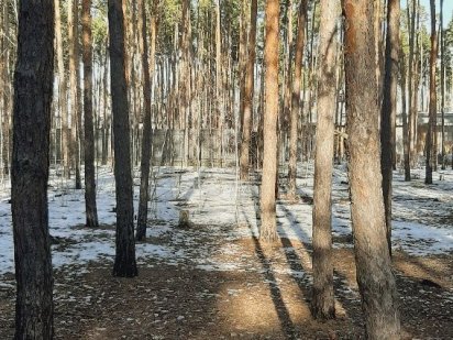 Земельна ділянка 11соток в шикарному лісі з гарними сусідами..