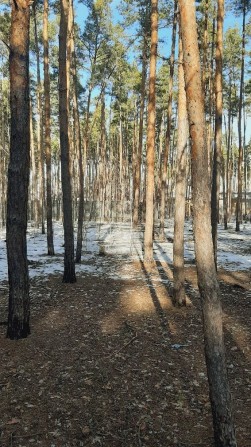 Ділянка  Буча вул.Семиркнка і ліс на ділянці,нові будинки 8сот .,11сот - фото 1