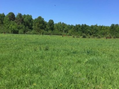 Земля в Прикарпатті (межує з Чорним лісом!) 500 дол. США за 1 сотку Ивано-Франковск