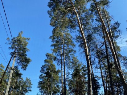 Фасадна ділянка в соснах! Ірпінь, 30 соток