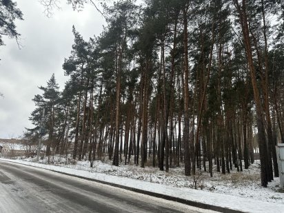 Елітна земельна ділянка в сосновому лісі в Копилах