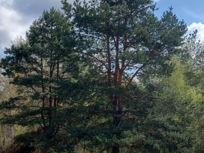 Продам власну садову ділянку Полтава