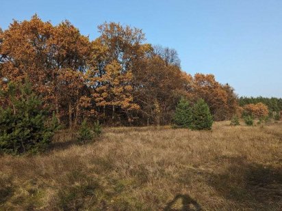 Продається ділянка поруч з лісом! Полтава