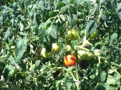 Продам участок ,возможно в розсрочку або аренда на Олдише Суми