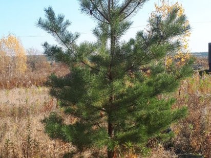 Песчаное нижнее. Срочно продам  участок Суми