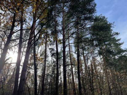 Продам ділянку у Лісі Чернигов