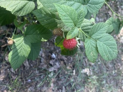 Продам приватизированный участок 10 соток + дом+ арендная земля Чернигов