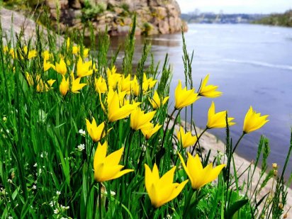 Продам земельну ділянку на Вирві