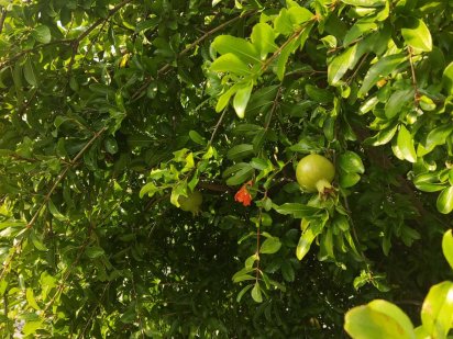 Продам Участок червонный хутор Одесса