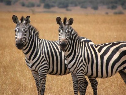 Продам землю в районе Харьковской трассы. Днепр