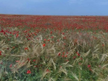 Участок 1,48 га в Малиновском районе Одесса