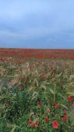 Участок 1,48 га в Малиновском районе - фото 1