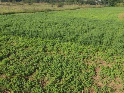 Продам участок земли в Раздельной /Новые Чобручи Одеса