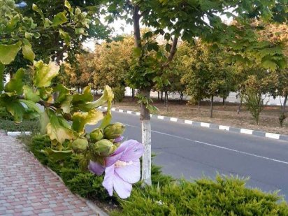 Продам участок в Совиньоне. Одесса