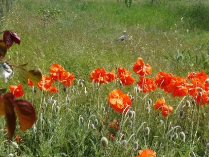 Продам участок земли Одеса