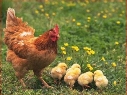 Действующий птицекомплекс Курица утка индейка  800+ тыс. голов в год. Бровари