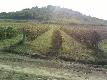 Виноградник,земля продам ОБМЕН.