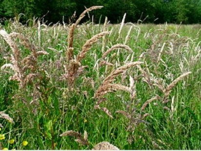 Продається земельна ділянка Борислав