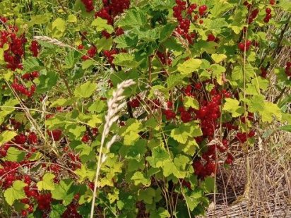 Продам участок ОСГ 12 соток