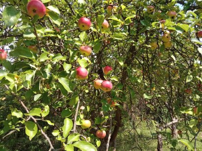 Продамо дачну ділянку Васильків