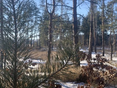 Шикарный участок с соснами на участке Васильков