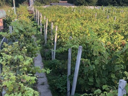 Ухоженный участок 9 сотокГидромеханизатор Кам'янське