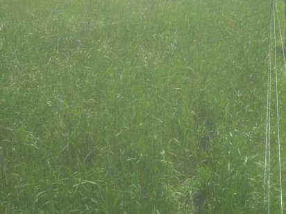 Продам участок Боярка