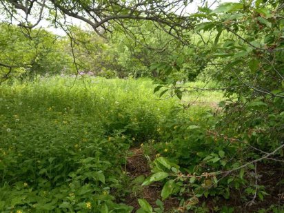 Продам земельну ділянку в ст "Надія"