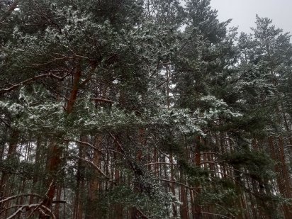 Продам земельну ділянку в оточенні лісу