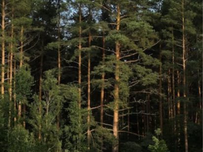 Продам земельну ділянку Гостомель