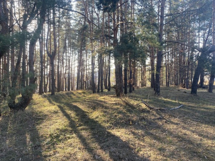Земельна ділянка у Василькові у сосновому лісі - фото 1