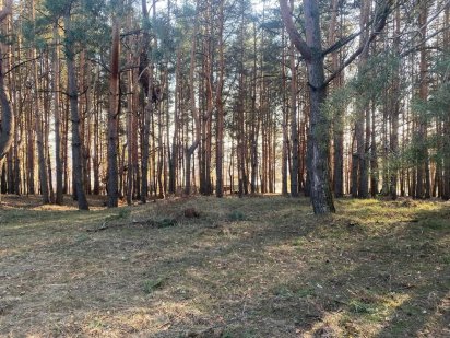 Земельна ділянка у Василькові у сосновому лісі Васильків