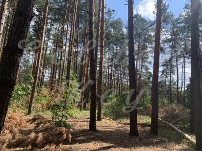 Продам Земельный Участок 40 соток, в Лесу, Васильков, 25кмКиев