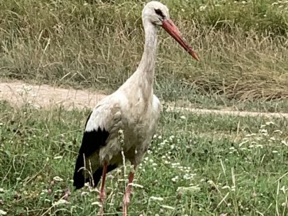 Продаю участок 25 соток ; два акта с. Борисы