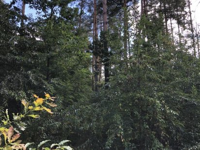 Продам участок Вышгород Вишгород