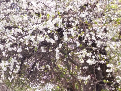 Земельна ділянка, частина саду, центральна частина міста Дрогобыч