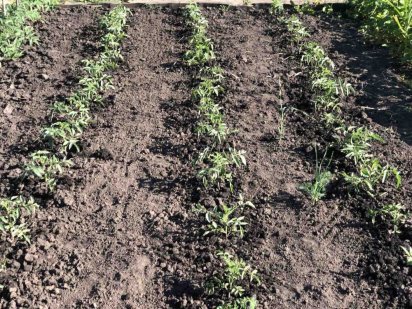 Клубничник Жовті Води