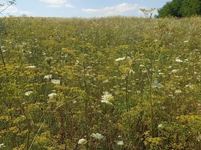 Земельна ділянка в Здолбунів2. Здолбунів