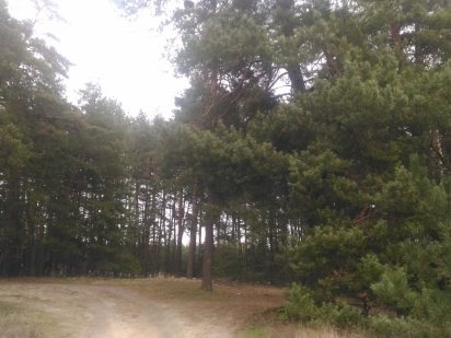 Участок в сосновом лесу 24сотки