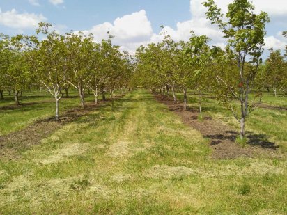 Продам горіховий сад. Знам'янка