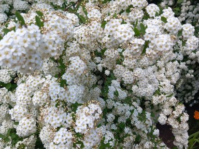 Продам дачну ділянку Знаменка