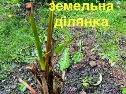 Земельна ділянка м.Коломия вул. Софії Галечко Коломия