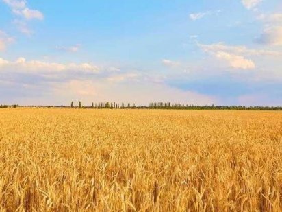 Продаю пай сільськогосподарського призначення