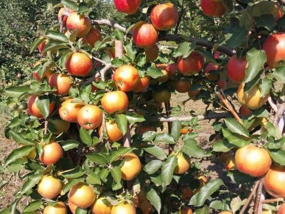 Земельна ділянка під забудову Миргород