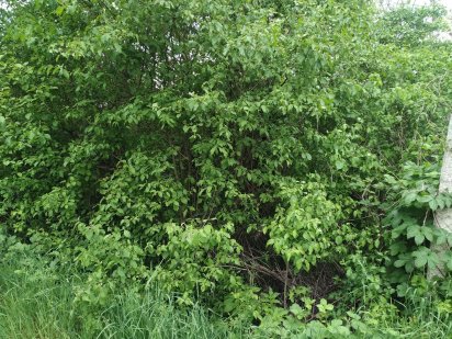 Продаю земельну ділянку в Мукачеві Мукачево