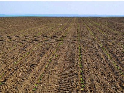 Земля 2 га осг біля міста Ніжин  приватизованна. Нежин