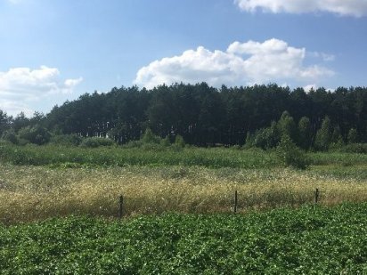 Продам земельну ділятку 0,1 га Нетешин