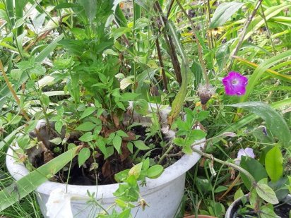 Продам землю під забудову Нежин