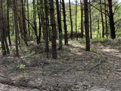 Ділянка 96 соток у Сосновому лісі м. Обухів с. Копачів
