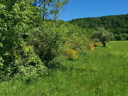 Земля в Обава 55 соток Мукачеве